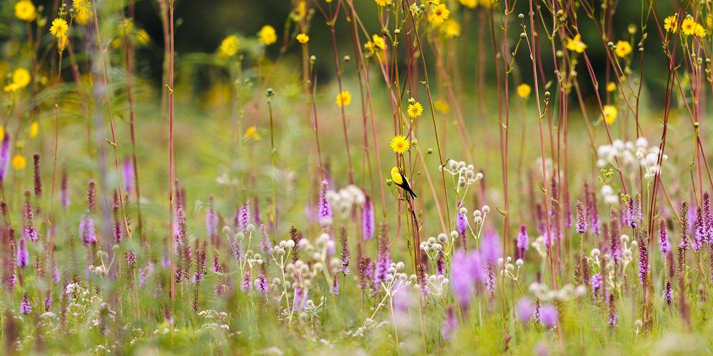 A goldfinch perches on amid a sea of flowering prairie dock, purple gayfeather and rattlesnake master plants at the Curtis Prairie at the University of Wisconsin-Madison Arboretum during a summer morning on Aug. 15, 2013. (Photo by Jeff Miller/UW-Madison)