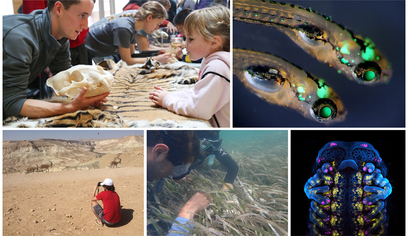 Collage of images