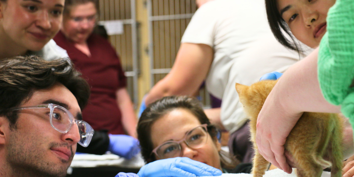 Vet Med students examine a kitten
