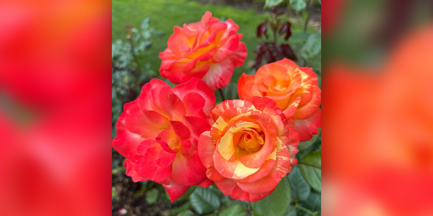 Yellow and orange flower is pictured